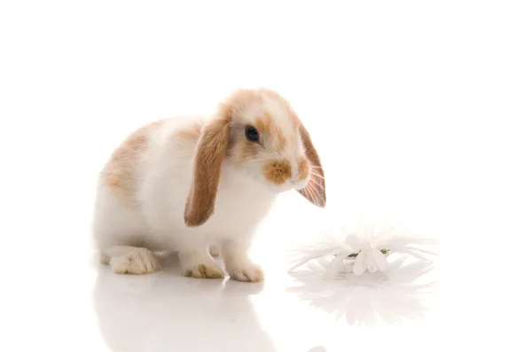 Weißes Kaninchen mit Gänseblümchen, Shooting im Studio — Stockfoto