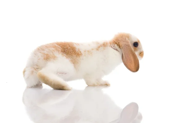 Conejo blanco, dispara en el estudio —  Fotos de Stock