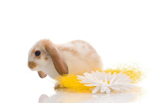 Kaninchen sitzt auf gelbem Gras mit Gänseblümchen — Stockfoto