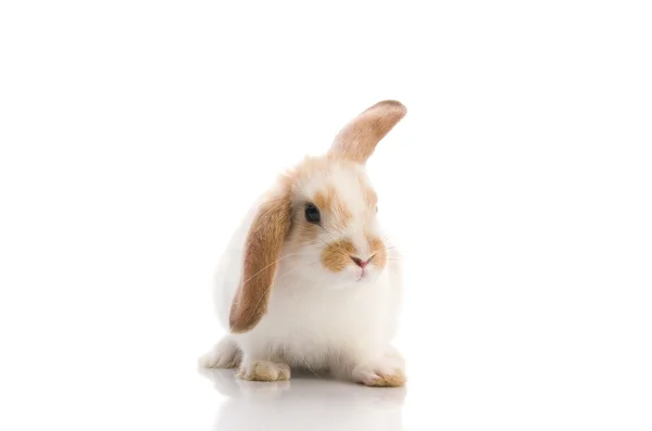 Bílý králík, střílej v ateliéru — Stock fotografie
