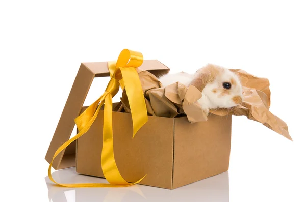 stock image Bunny in a gift box with a yellow ribbon