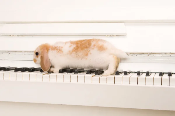 Biały królik siedzi na klawiszach fortepianu — Zdjęcie stockowe