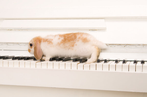 White rabbit sits on the piano keys