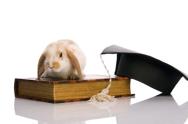 Küçük tüylü tavşan bir kitap üzerinde oturuyor — Stok fotoğraf