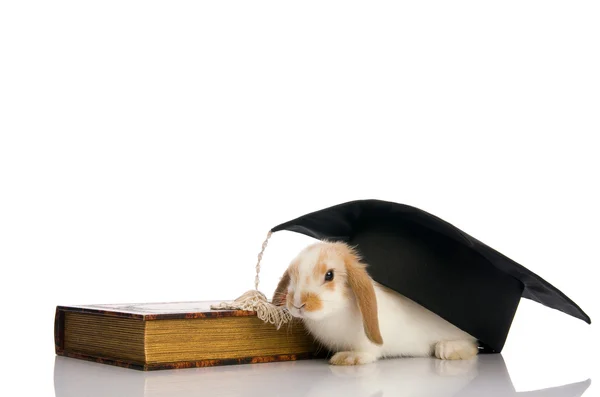 stock image Small fluffy rabbit sitting on a book