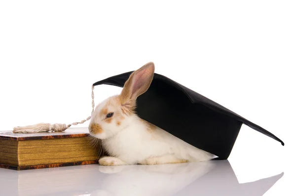 stock image Small fluffy rabbit sitting on a book