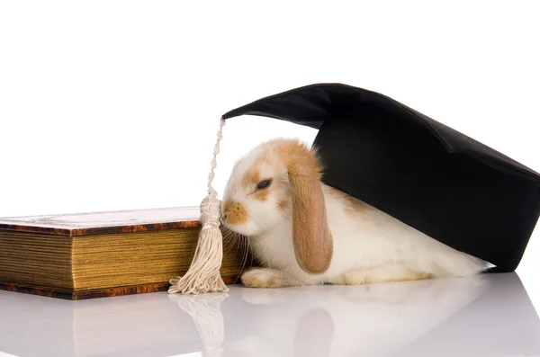 stock image Small fluffy rabbit sitting on a book