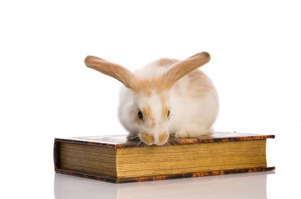 Pequeno coelho fofo sentado em um livro — Fotografia de Stock