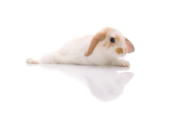 白いウサギ、撮影スタジオ — ストック写真
