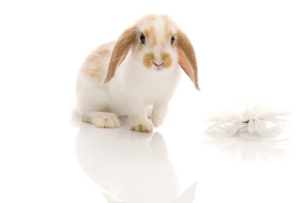 Conejo blanco con margarita, disparar en el estudio — Foto de Stock