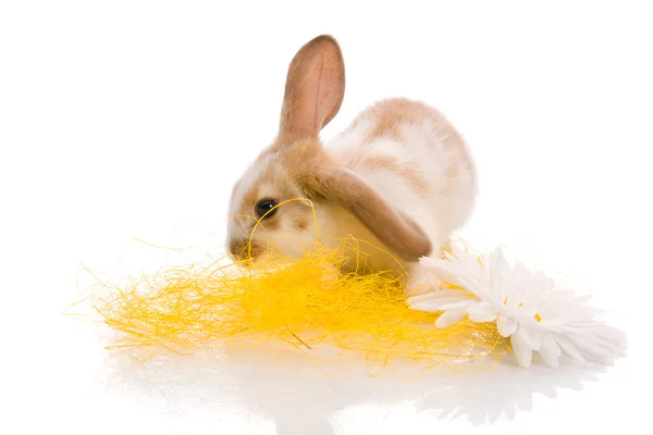 Conejo sentado sobre hierba amarilla con margaritas — Foto de Stock