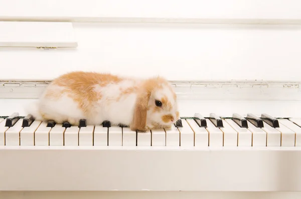 Beyaz tavşan piyano tuşlarında oturur — Stok fotoğraf