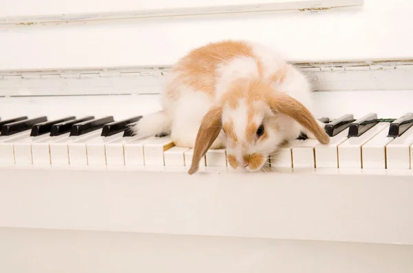 Beyaz tavşan piyano tuşlarında oturur — Stok fotoğraf