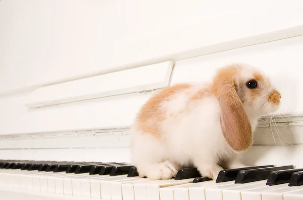 Bílý králík sedí na klávesy — Stock fotografie