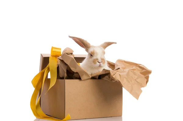 stock image Bunny in a gift box with a yellow ribbon