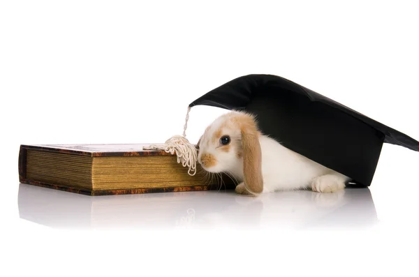 stock image Small fluffy rabbit sitting on a book