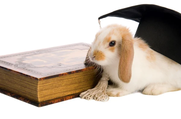 Küçük tüylü tavşan bir kitap üzerinde oturuyor — Stok fotoğraf