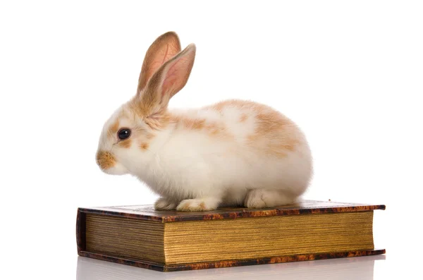 Malé chlupaté králík sedící na knihu — Stock fotografie