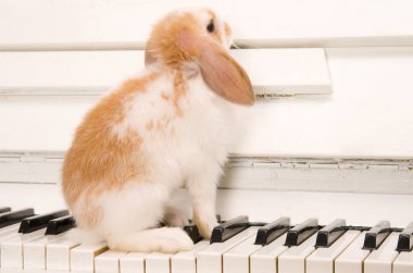 beyaz tavşan piyano tuşlarında oturur