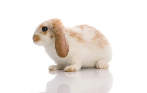 White rabbit,shoot in the studio — Stock Photo, Image