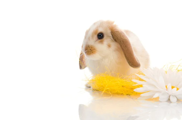 Coniglio seduto sull'erba gialla con margherite — Foto Stock