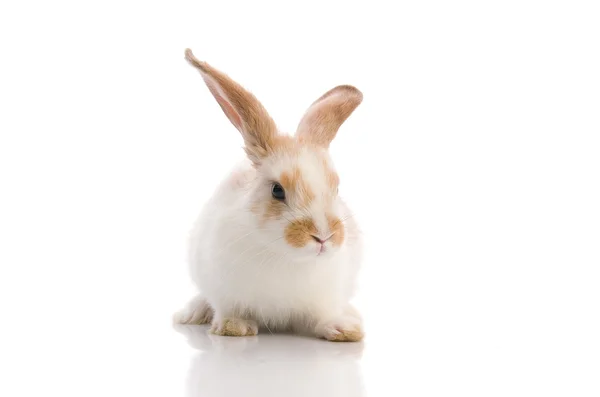 Conejo blanco, dispara en el estudio —  Fotos de Stock
