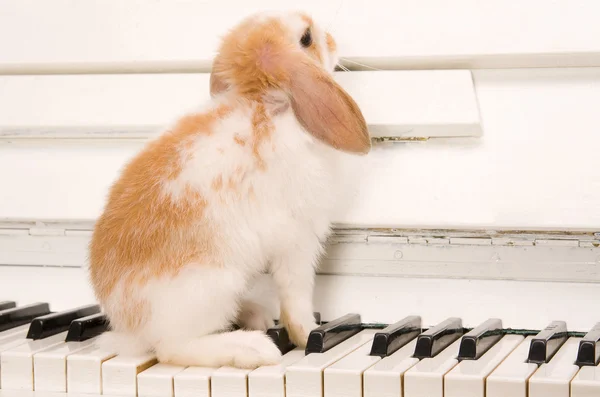 白兔子坐在钢琴键上 — 图库照片