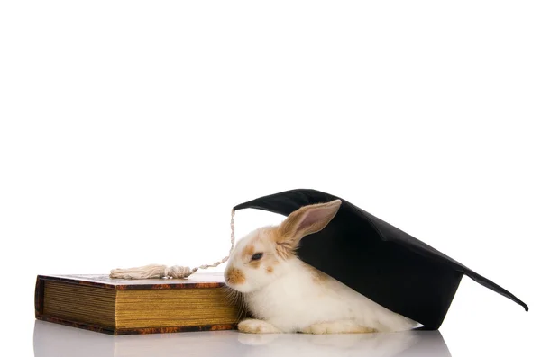 坐在一本书上的小绒毛兔 — 图库照片