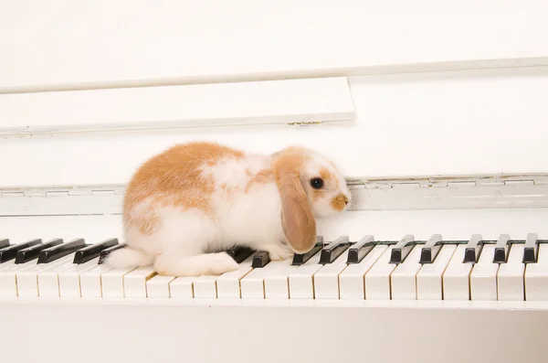 White rabbit sits on the piano keys — Stock Photo, Image