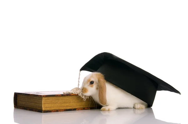 stock image Small fluffy rabbit sitting on a book