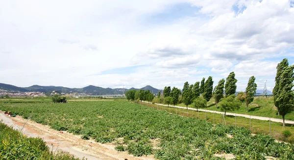 stock image Field of artichokes