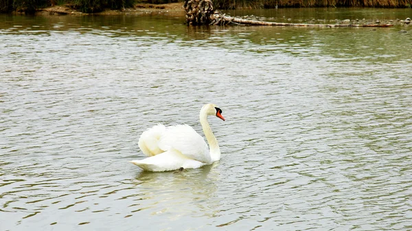 Cisne en el Delta del río Foix — Foto de Stock