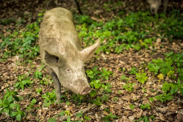 Il maiale mangia le foglie nella foresta selvaggia — Foto Stock