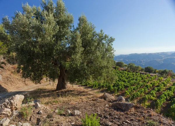 Calabria zeytin ağacı — Stok fotoğraf