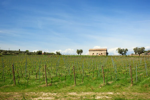 Wijngaard met nieuwe wijngaarden en rustieke gebouw — Stockfoto