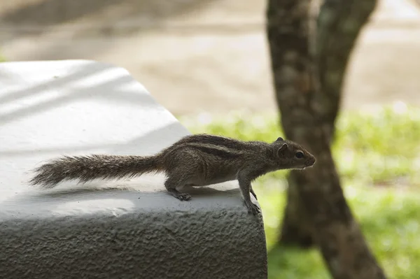 stock image Curious chipmunk