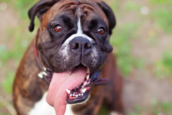 Stock image Happy boxer