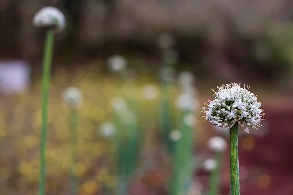 タマネギの花 — ストック写真