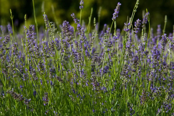 Stock image Lavender flowers