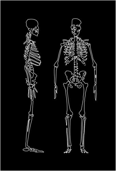 Esqueleto humano — Vector de stock