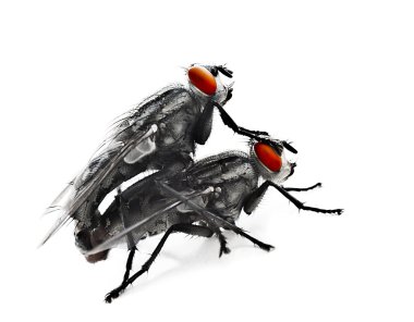 Mating flyes clipart