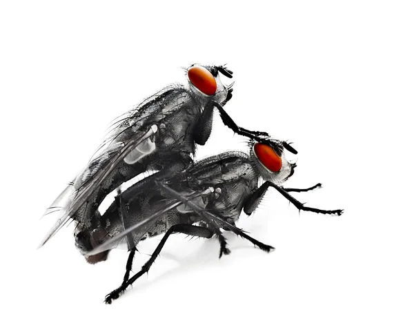 stock image Mating flyes