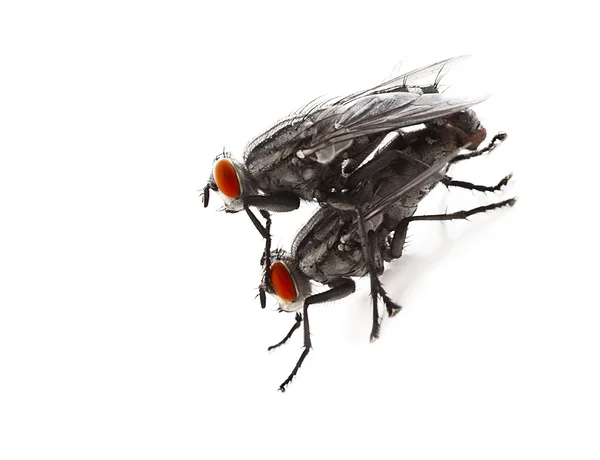Acasalamento flyes — Fotografia de Stock
