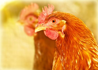 Chicken farm clipart