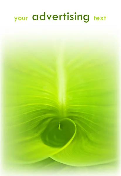 Foglia verde sfondo astratto — Foto Stock