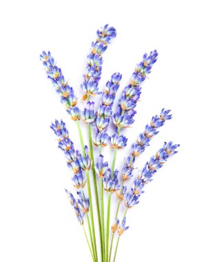 Lavender flowers clipart