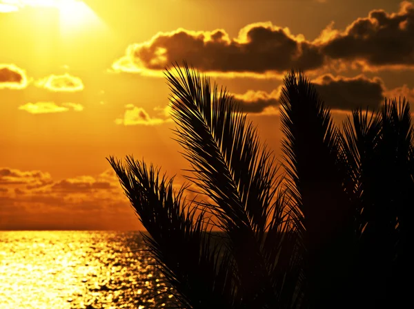 Palmensilhouette bei Sonnenuntergang am Strand — Stockfoto