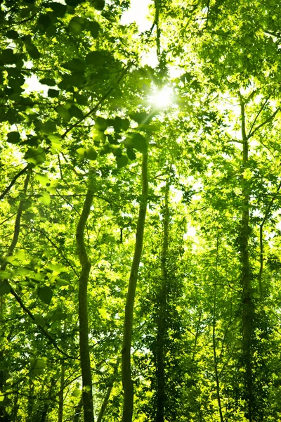 Verde alberi foresta sfondo — Foto Stock