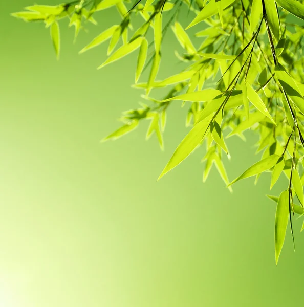 stock image Fresh bamboo leaves border