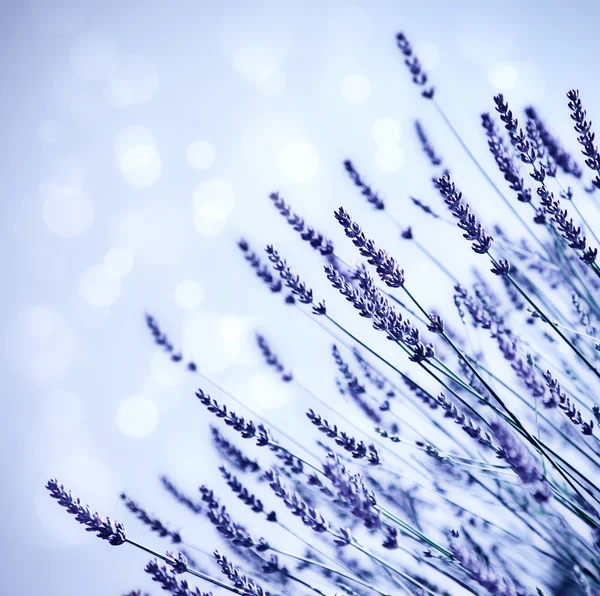 Lavender flower field background — Stock Photo, Image